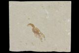 Cretaceous Lobster (Eryma) Fossil - Lebanon #112652-1